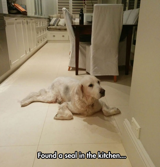 funny-dog-lying-seal-pose
