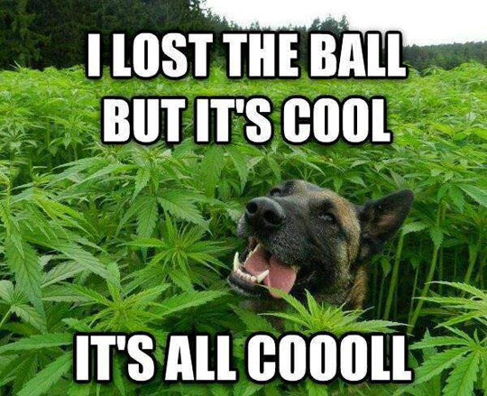 funny-dog-marijuana-field-ball