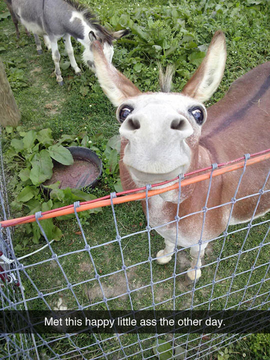 funny-donkey-happy-smiling-watching