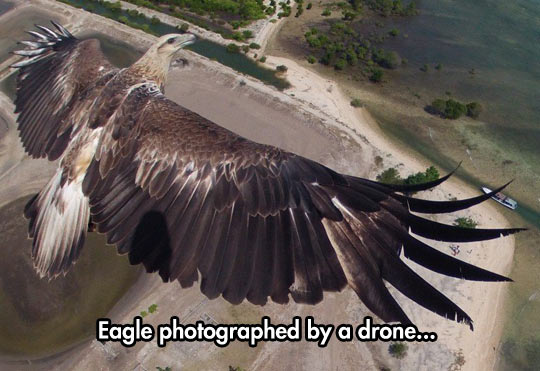 funny-eagle-drone-sky-flying-photo