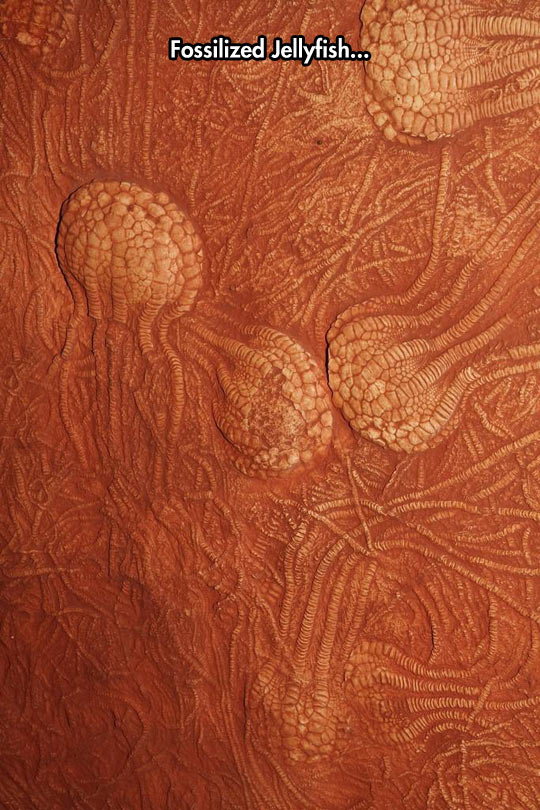 funny-fossil-jellyfish-rock-orange