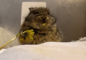 If You Feel Sad Right Now Look At This Bunny Eating Flower