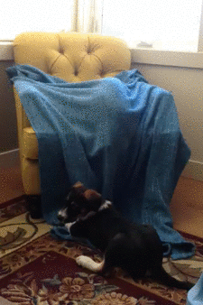 funny-gif-cat-attacking-dog-blanket