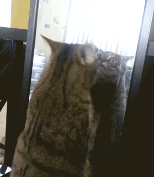 Cat Vs Mirror