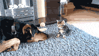 funny-gif-dog-bothering-kitty