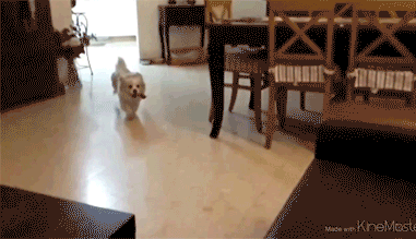funny-gif-dog-slow-motion-jump
