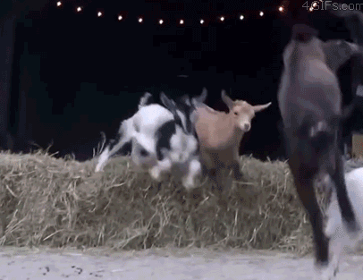 This Goat Shreds