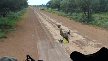 How To Catch An Emu