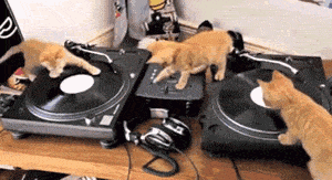 funny-gif-kitties-DJ-music-mix