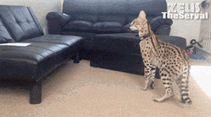 funny-gif-ocelot-baby-couch-scare