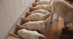 funny-gif-puppies-eating-food