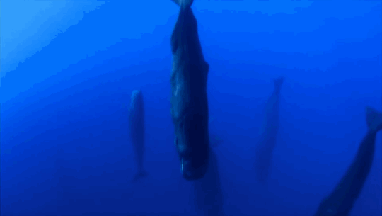 These Huge Whales Sleep Straight Up And Down