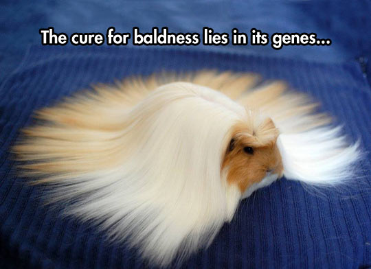 Long Hair Guinea Pig