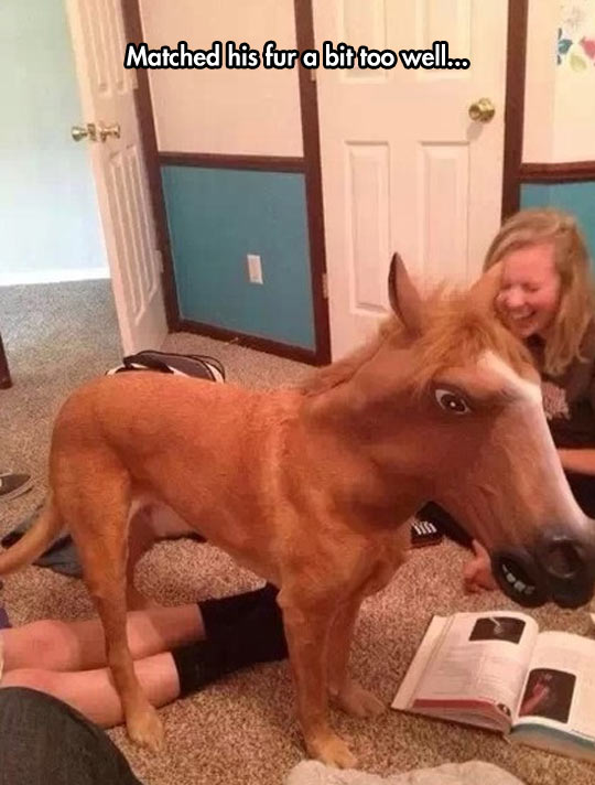 Dog With Horse Mask