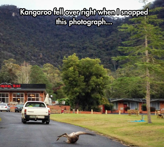 funny-kangaroo-falling-street