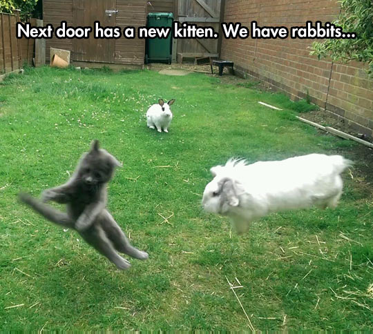 funny-kitten-rabbits-back-yard