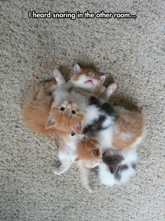 funny-kitten-snoring-sleeping-home