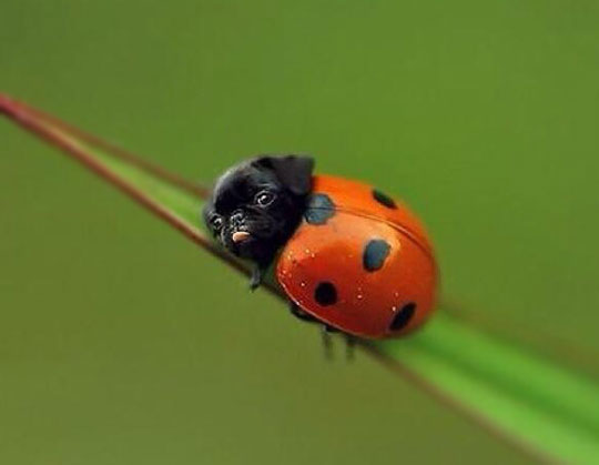 funny-lady-bug-pug-dog