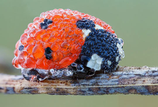 Ladybug Covered In Dew