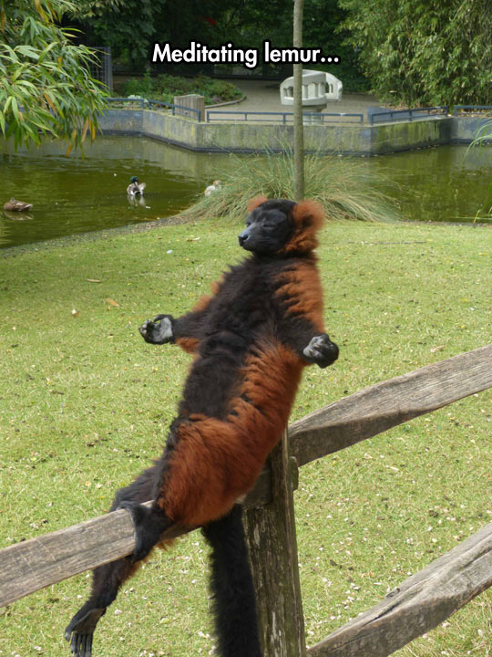 funny-lemur-meditating-fence-park