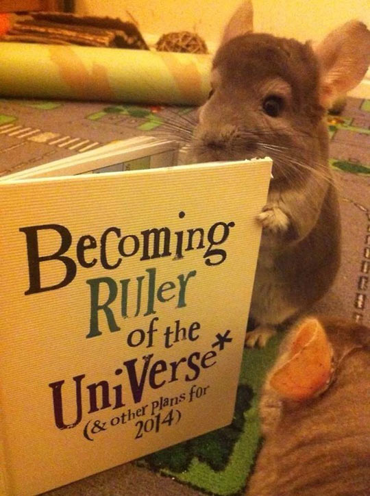 funny-mouse-reading-book-ruler-universe