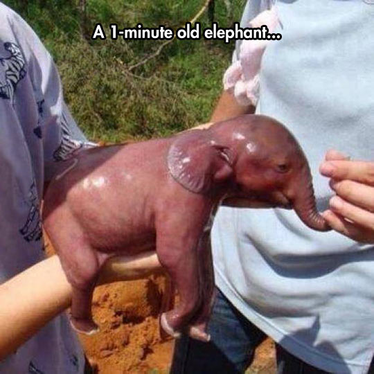 funny-one-minute-old-baby-elephant