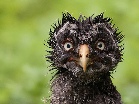 funny-owl-wet-weird-look