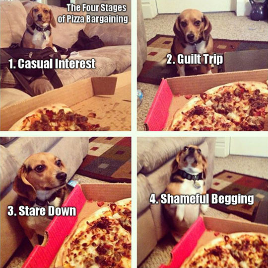 funny-pizza-dog-bargaining-stages
