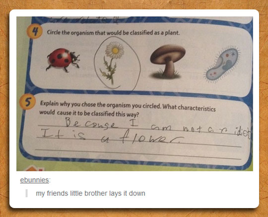 funny-school-test-kid-flower-choice