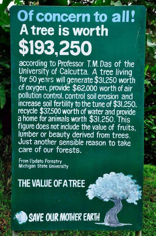 funny-sign-tree-value-money