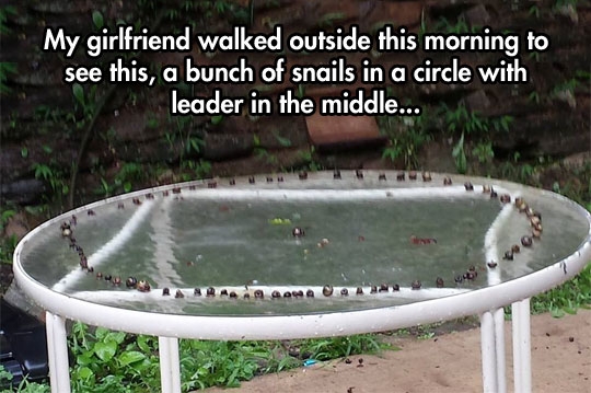 Snail Ritual