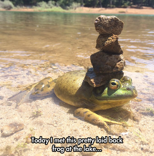 funny-toad-water-rock-above