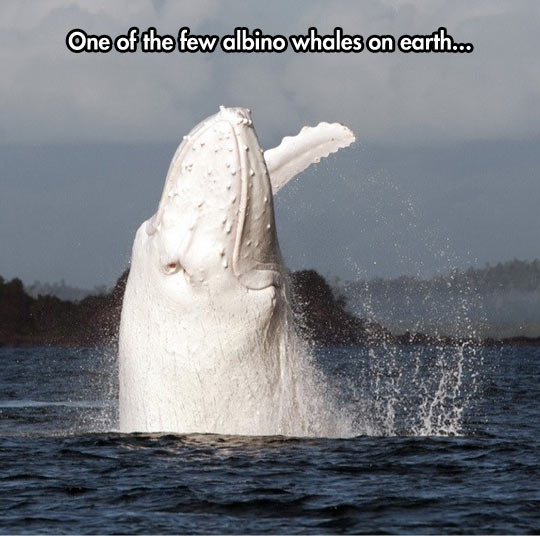 funny-whale-white-ocean-albino