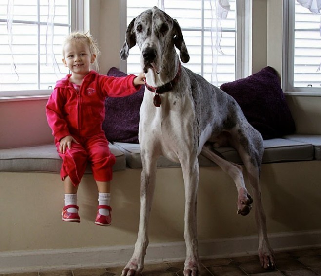 22 Little Kids And Their Big Dogs 19