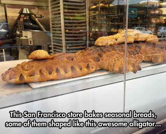 cool-alligator-bread-giant