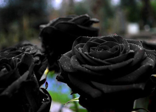 Gorgeous Black Rose