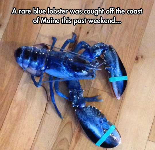 cool-blue-lobster-rare-species