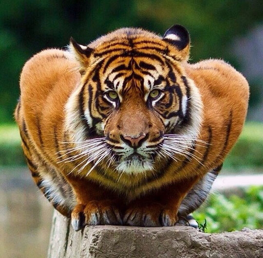 cool-crouching-tiger-fierce-look