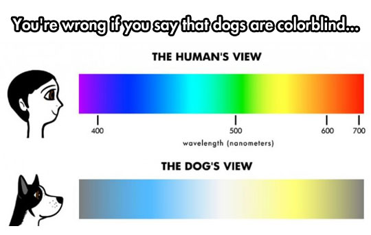 cool-dog-human-comparison-colors