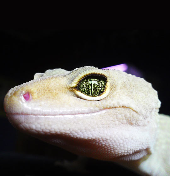 cool-gecko-eyes-lizard-green