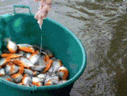cool-gif-fishing-piranhas-bucket