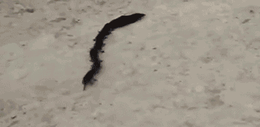 Shrew Caravan Looks Like A Strange Snake gif animation