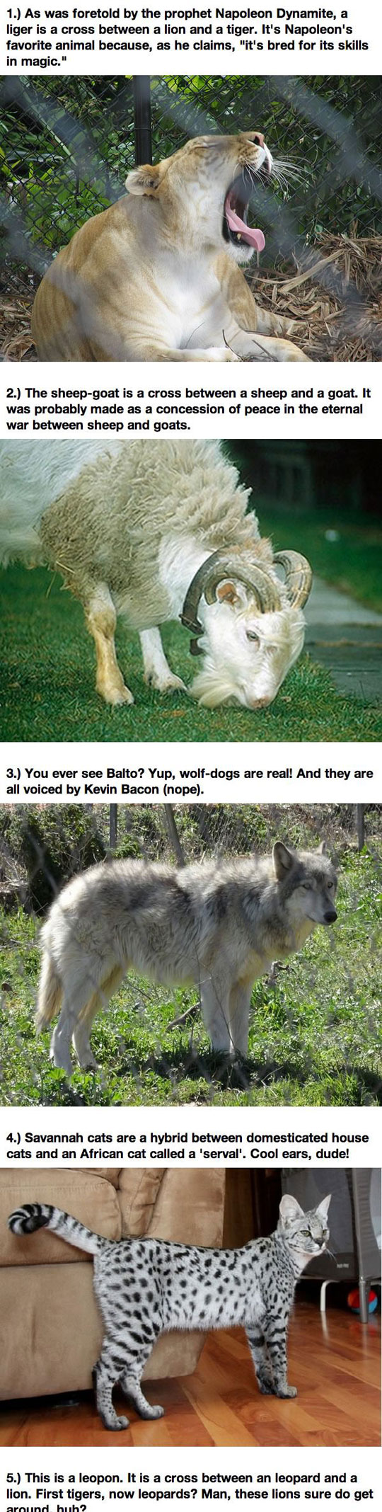 cool-hybrid-animals-lion-jaguar-pig