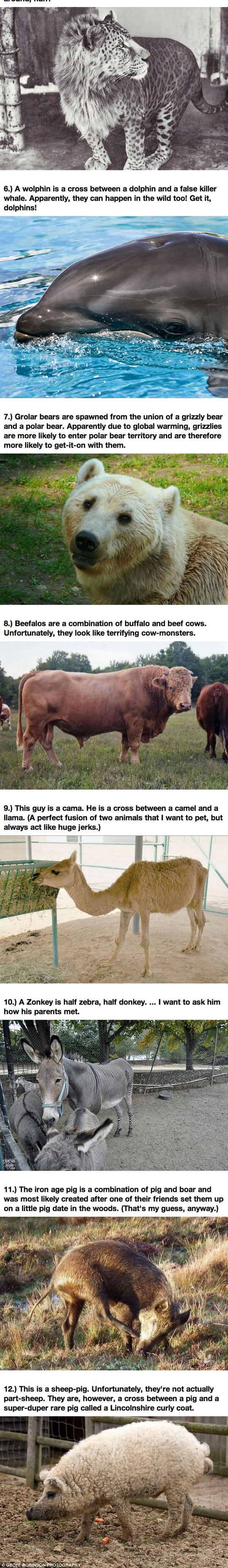 cool-hybrid-animals-sheep-bear