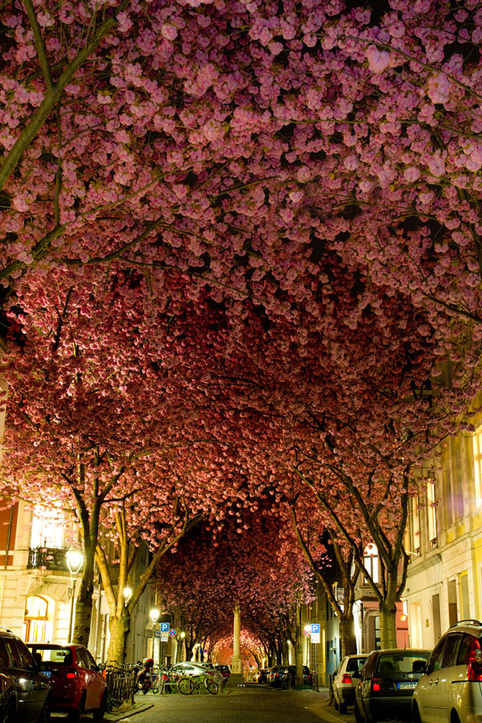 A Pretty Street In Bonn, Germany