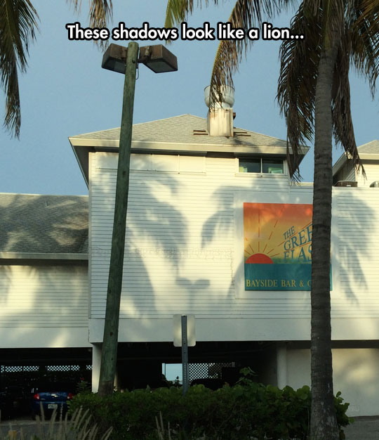 cool-shadows-lion-palm-trees