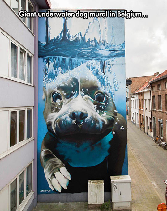 cool-underwater-dog-mural-painting-Belgium