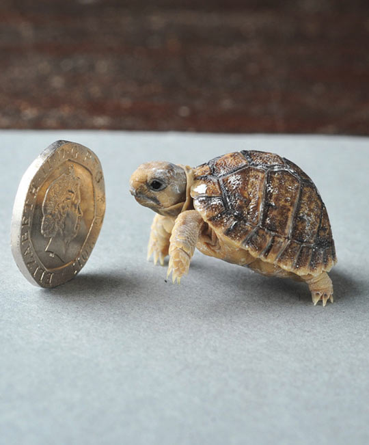 smallest tortoise in the world