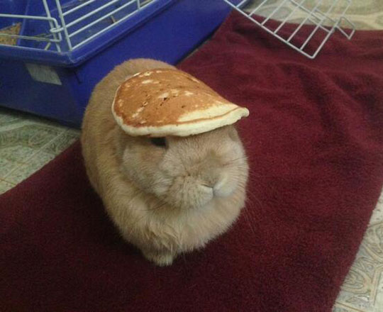 A Bunny With A Pancake On Its Head