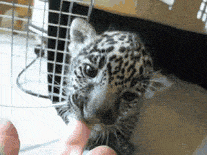 A Jaguar Cub Chewing On A Finger